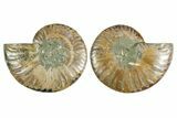 Cut & Polished Crystal-Filled Ammonite Fossil - Madagascar #354153-1